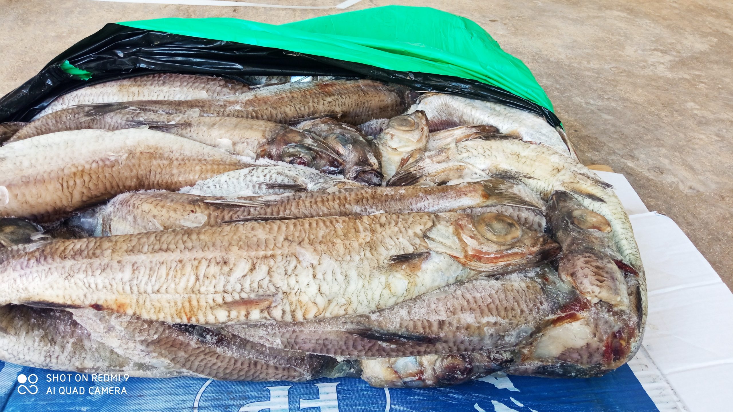 WHY STOCKFISH (CODFISH) IS ESSENTIAL